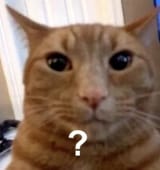 cat2