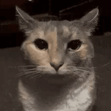 staring-cat-mewing-cat