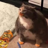 cattocheeto