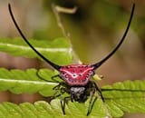long horned orb weaver
