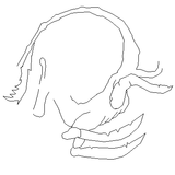 horsecrab