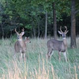 636308073158368775-Deer-group-2