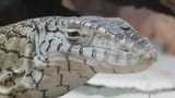 reptile_cringe