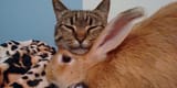 bunne