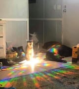 cat summoning god
