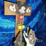 mikyrdcv