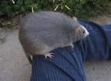 fat lin