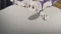 [Erai-raws] Uma Musume - Cinderella Gray - 01 [1080p AMZN WEB-DL AVC EAC3][MultiSub][226994DE].mkv-[13.25-13.31]_thumb.jpg