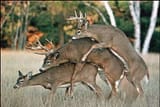 someonesaydeer