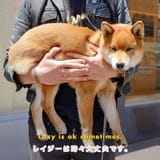 dog-d-lazy-is-ok-sometimes