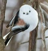 korean_crow_tit