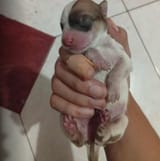 new perro