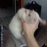 ratgrab