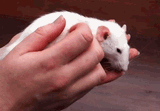 ratgif