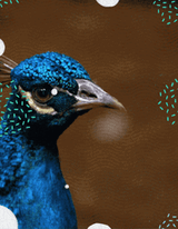 peacock-laser-eyes-tbv28ajxf2unmx25