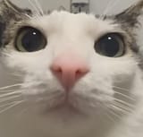1706345380339442