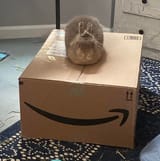 bunny box