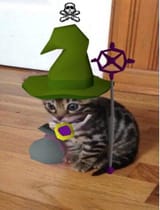 wildernesscat