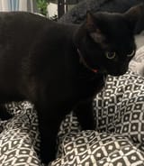 moonie