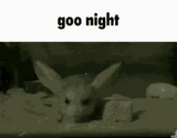 goonight
