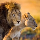 lion-2