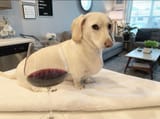 homophobic-dog-2