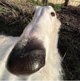 why the long face