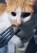 vomiting cat 2