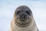 seal