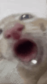 the sucker