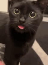worriedblepmoonie
