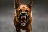 barkbark