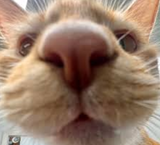 closecat