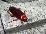 roachbro