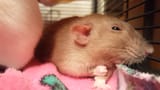 thumbnail-1683957126778