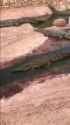 gavial_in_durin_town_thumb.jpg