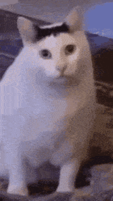 huh-cat-huh