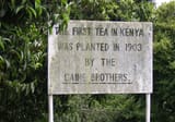 Kenya_tea_Caine_Brothers