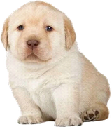 puppo