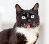 tuxedoblep