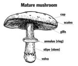 MUSH ROOM