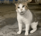 1727331811791839