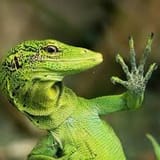 Fygoon throwing up gang signs