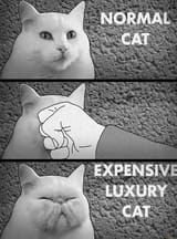 cat mod