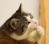 thinking