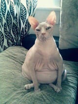 ugly fat hairless cat