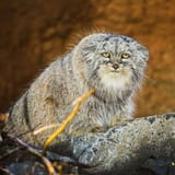 twitter_Daily Manul(@DailyManul)_20250616-222137_1934738159683997992_photo