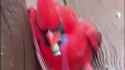 weed bird_thumb.jpg