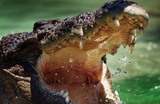 realsaltwaternigga