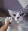 1726185783715637_thumb.jpg